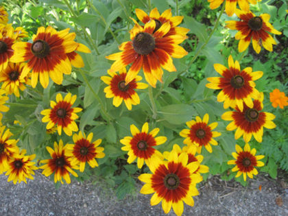 flori_de_rudbeckia_