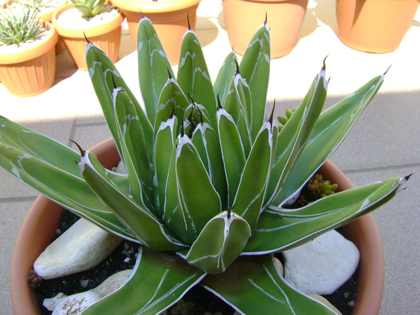 Agave victoriae reginae - Agave si Yucca 2016