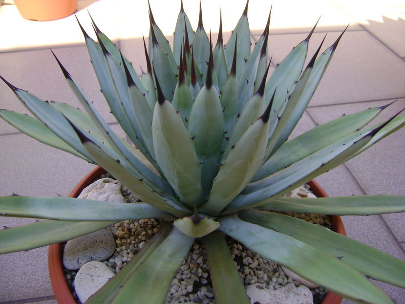 Agave  macroacantha (blue agave) - Agave si Yucca 2016