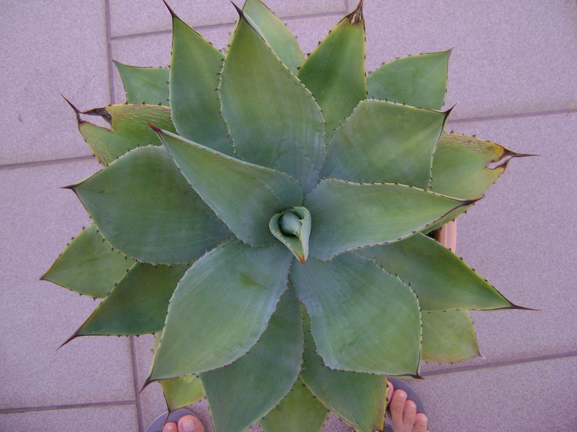 Agave ovatifolia - Agave si Yucca 2016