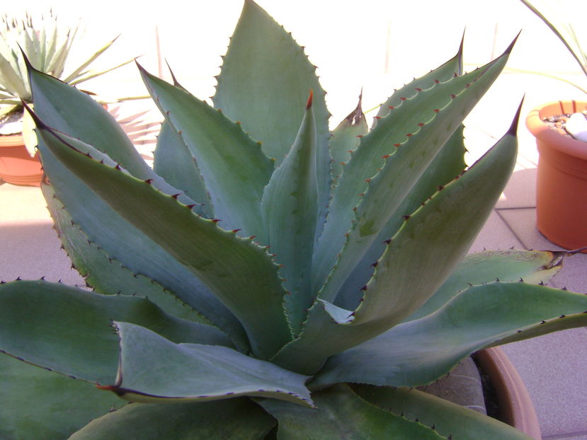 Agave ovatifolia - Agave si Yucca 2016