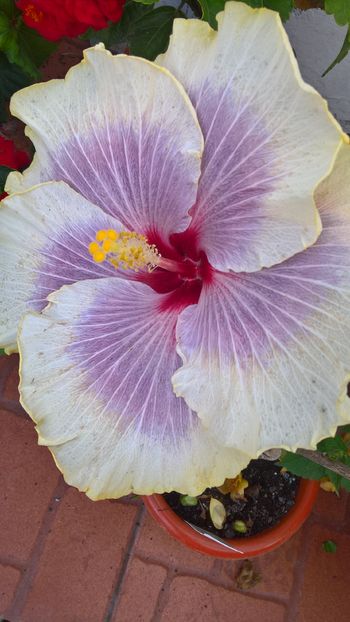  - Hibiscus Tahitian Taui