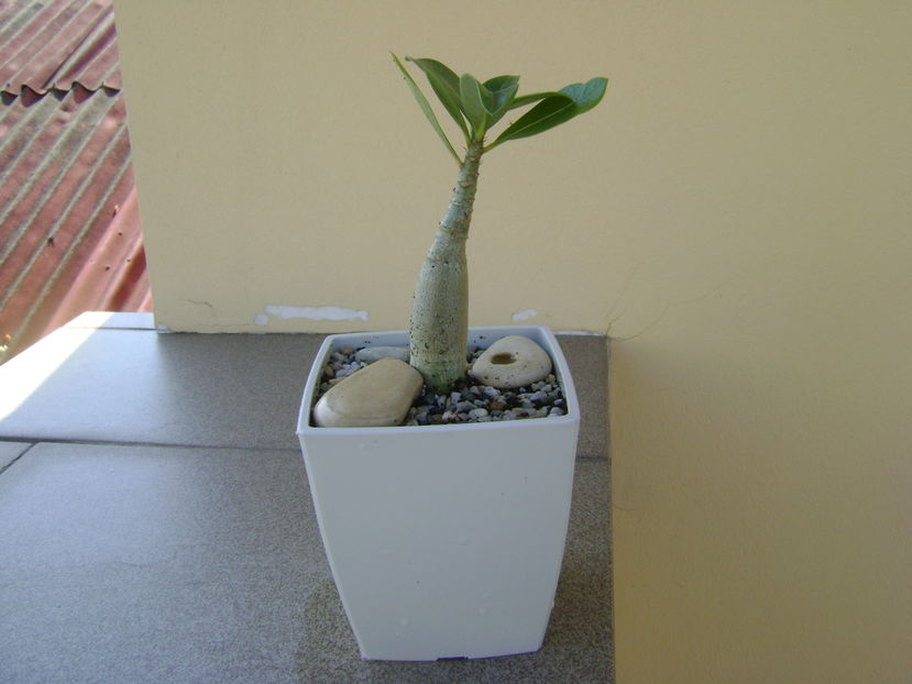 Adenium arabicum Tiny Ding-dong