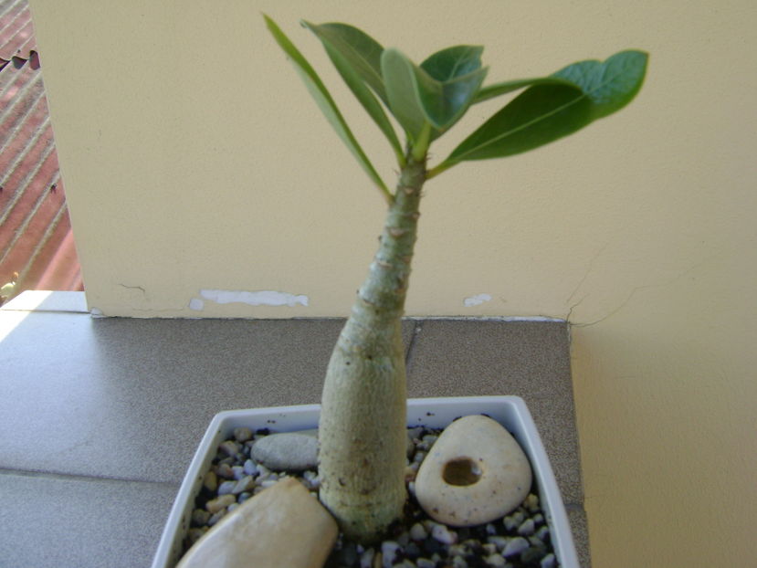 Adenium arabicum Tiny Ding-dong