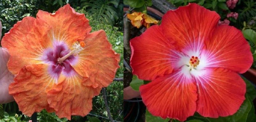 Hibiscus Body Heat & Saffron-vandut - Hibiscus tropical de vanzare