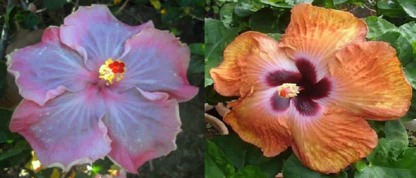 Hibiscus Moorea Tevai & Moorea Mamouth - Hibiscus tropical de vanzare
