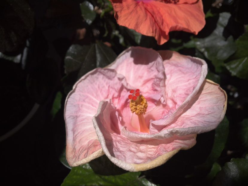 WIN_20160910_122147 - 02Hibiscus