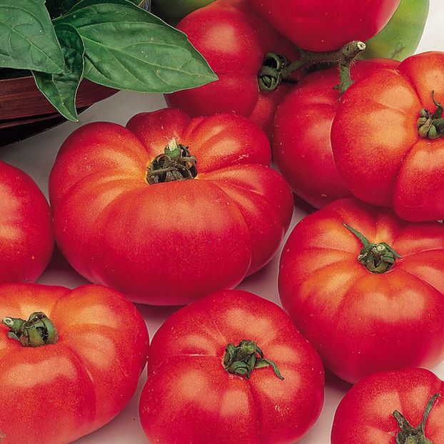 Tomate Marmande