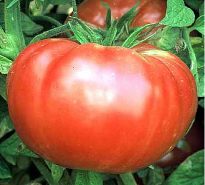 Tomate rosii Brandywain