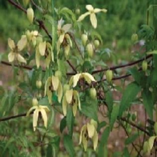 Clematis Korean Beauty