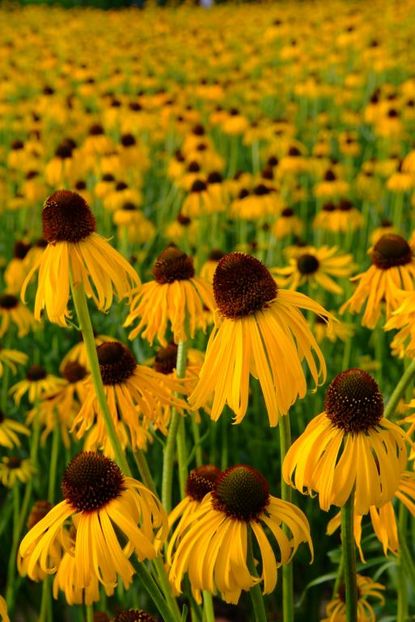 Echinacea Paradoxa - SEMINTE HOBBY flori