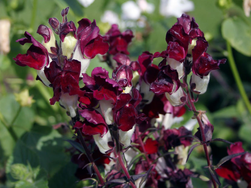 Gura Leului bicolor Day& Night2