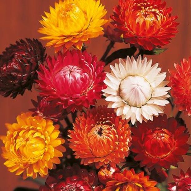 Flori de pai Helichrysum Forever Mix - SEMINTE HOBBY flori