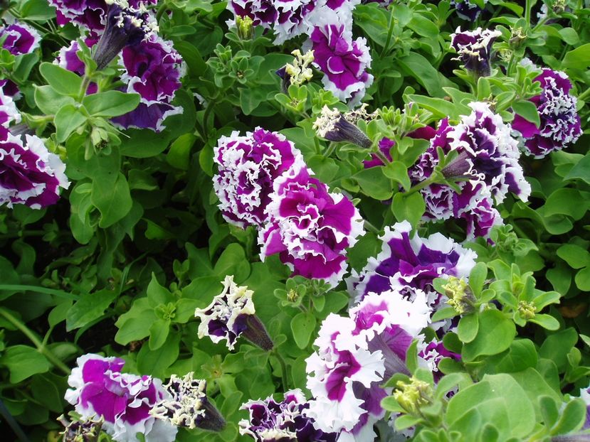 Petunia batuta Pirouette Purple3 - SEMINTE HOBBY flori