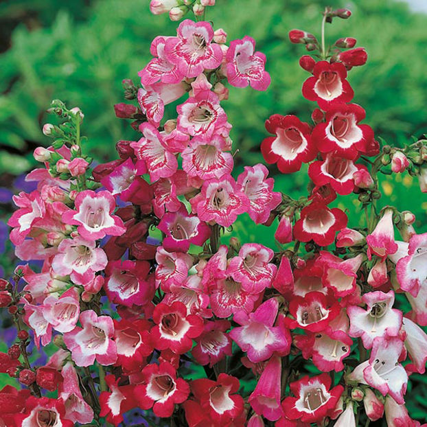 Penstemon hartwegii Sensation Mixed - SEMINTE HOBBY flori