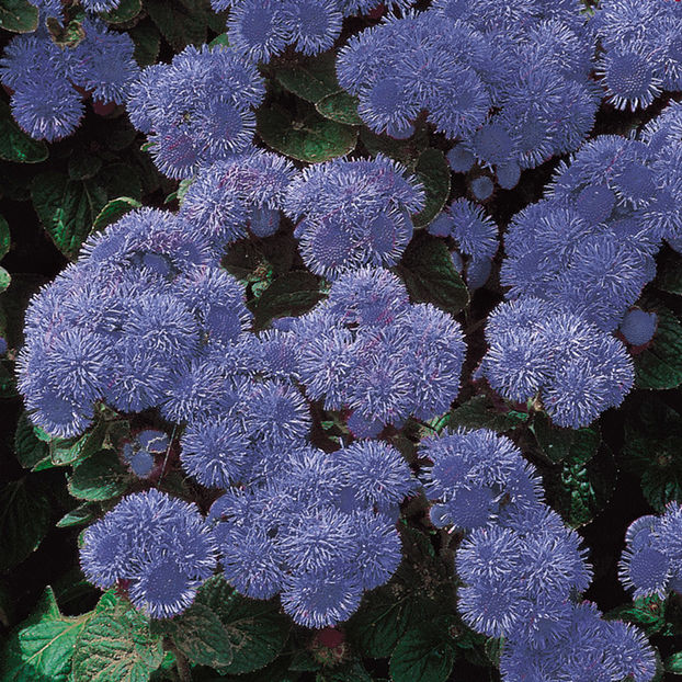 Pufuleti Ageratum hustonianum Blue Mink - SEMINTE HOBBY flori