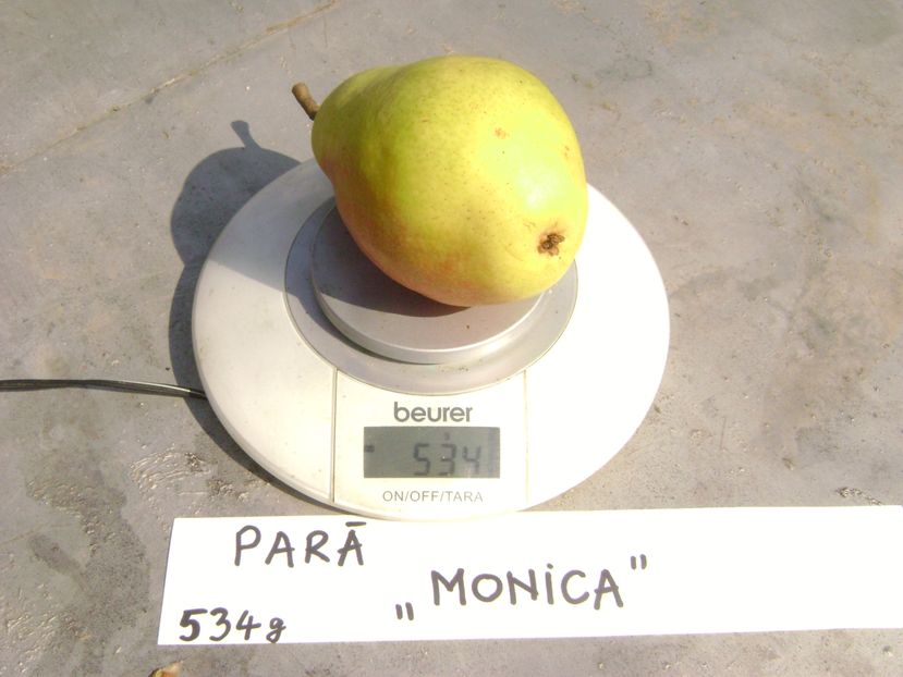 Pere Monica 1; Pere Monica
