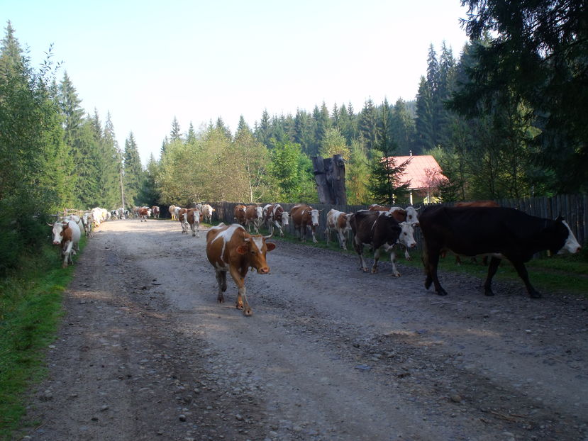  - Coboratul din munte cu vacile 2016