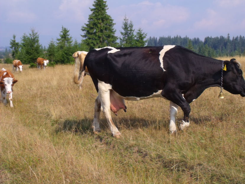 Florica e obosita-p98 - Coboratul din munte cu vacile 2016