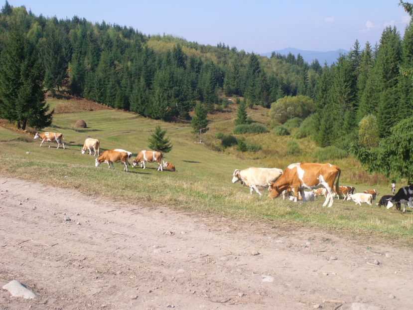  - Coboratul din munte cu vacile 2016