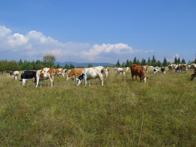  - Coboratul din munte cu vacile 2016