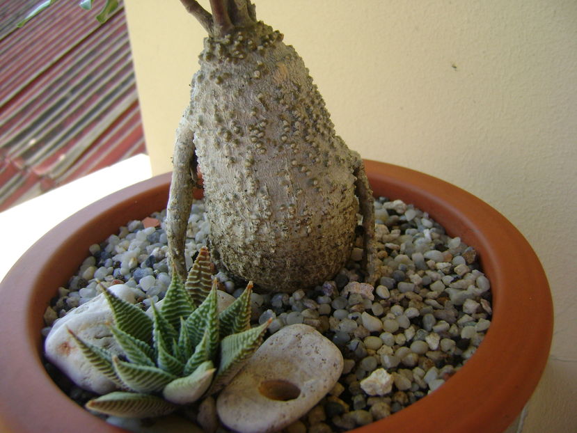 Haworthia limifolia var. striata