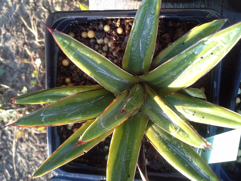  - agave colectie proprie