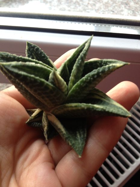 Haworthia limifolia variegated