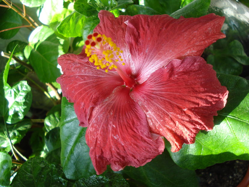 Howard Hine - HIBISCUS 2016