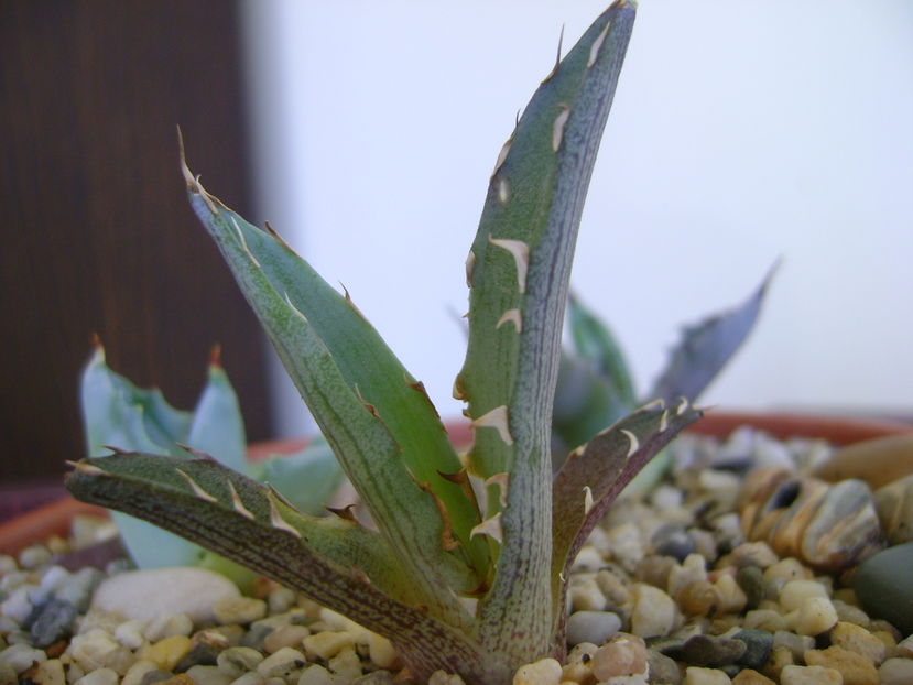 Agave xylonacantha - Agave si Yucca 2016