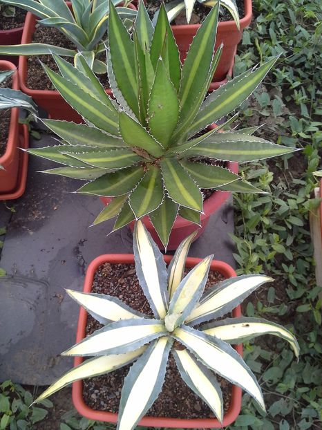  - agave colectie proprie