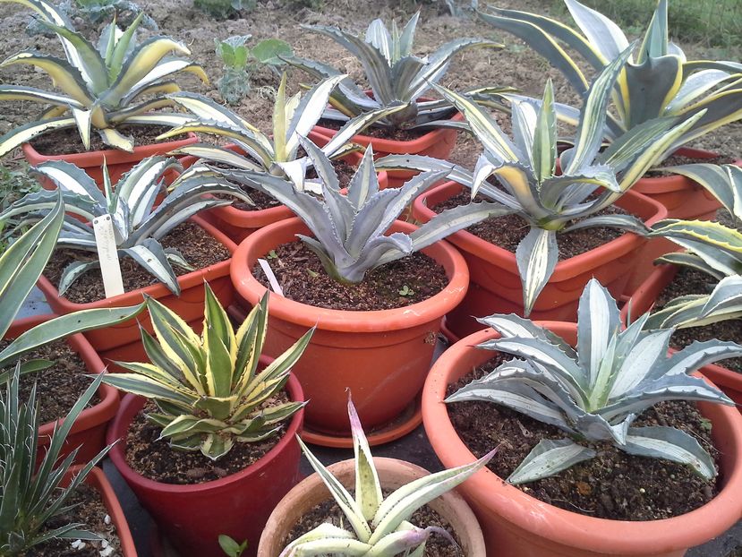  - agave colectie proprie