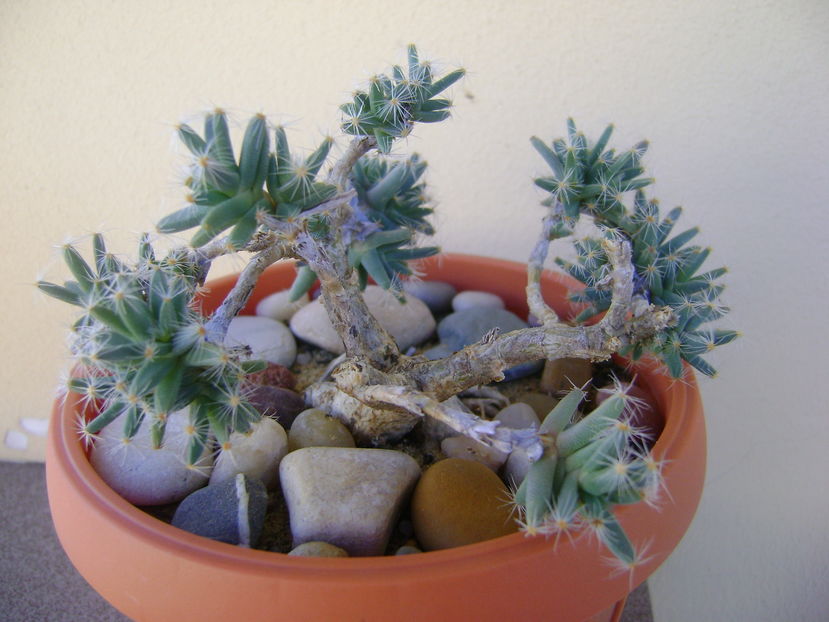 Trichodiadema densum - Caudiciforme si bulbi 2016