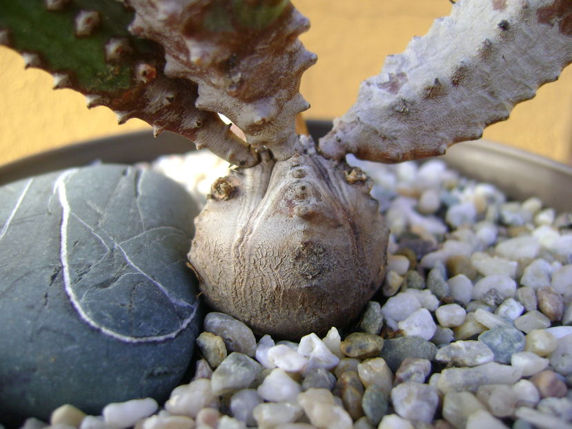 Euphorbia tubiglans, detaliu caudex - Caudiciforme si bulbi 2016