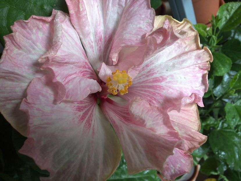 Tah.Lavender Extraordinary - 02Hibiscus