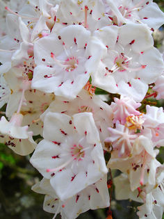 KAlmia latifolia