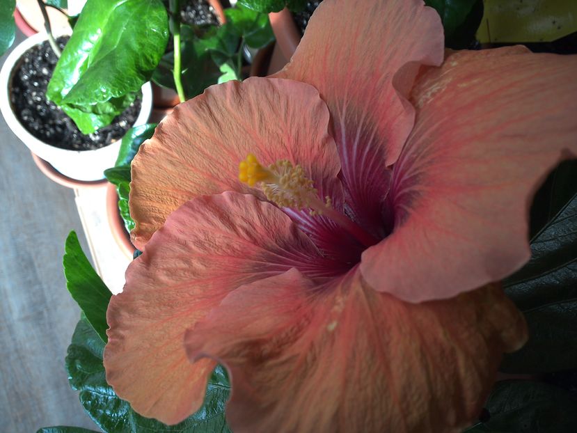 WIN_20161014_095054 - 02Hibiscus