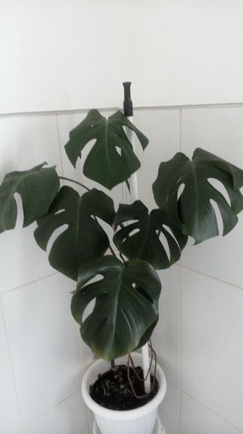 Filodendron