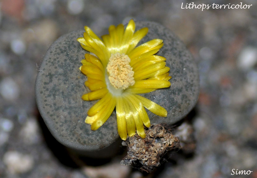 Lithops terricolor