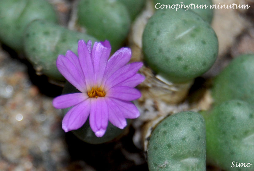 Conophytum minutum - Cactusi si suculente