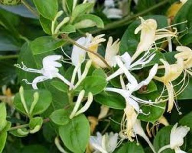 lonicera japonica 10lei