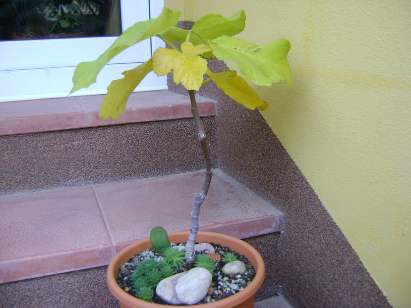 Ficus carica (smochin), culori de toamna