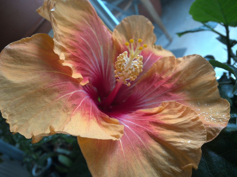 Tah.Acturus Queen - 02Hibiscus