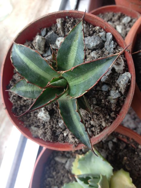 image - Colectia mea de agave