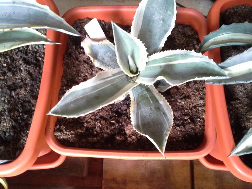 Agave gypsophila cv marginata "Ivory Curl"