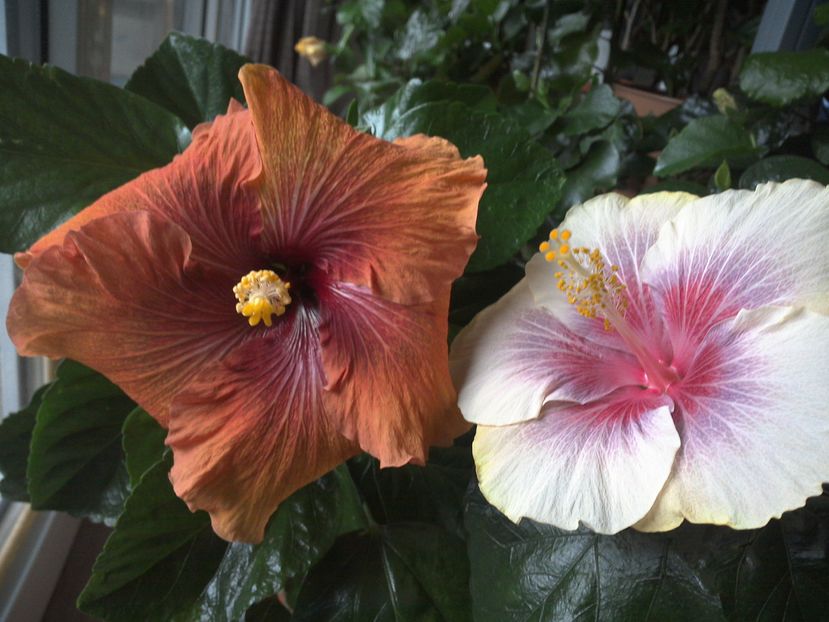 WIN_20161116_103809 - 02Hibiscus