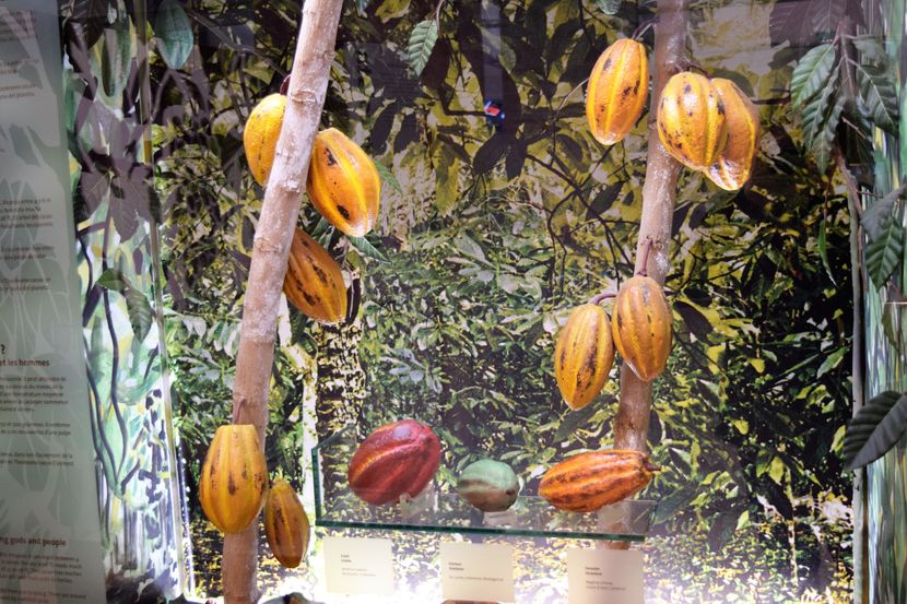 ARBORE DE CACAO