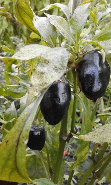 PURPLE YALAPENO - SEMINTE ARDEI IUTE CHILI