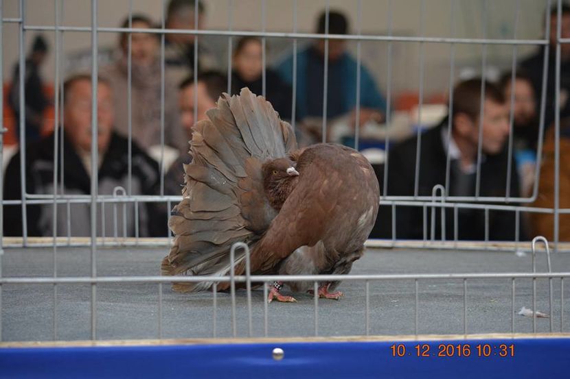 15349580_1153162068132005_570402822346599855_n - Expozitia specializata Fantail Club Romania 2016