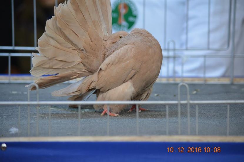 15349592_1153161258132086_1116591825659272846_n - Expozitia specializata Fantail Club Romania 2016